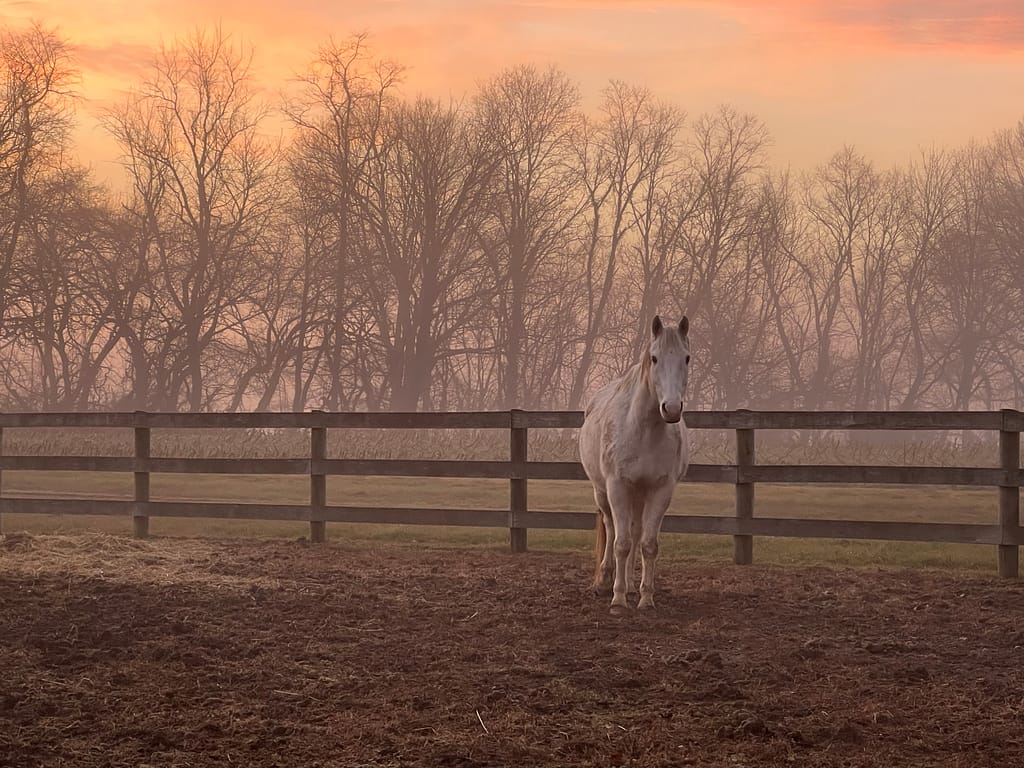 Outdoor & Farm Life
Horses
Griffin