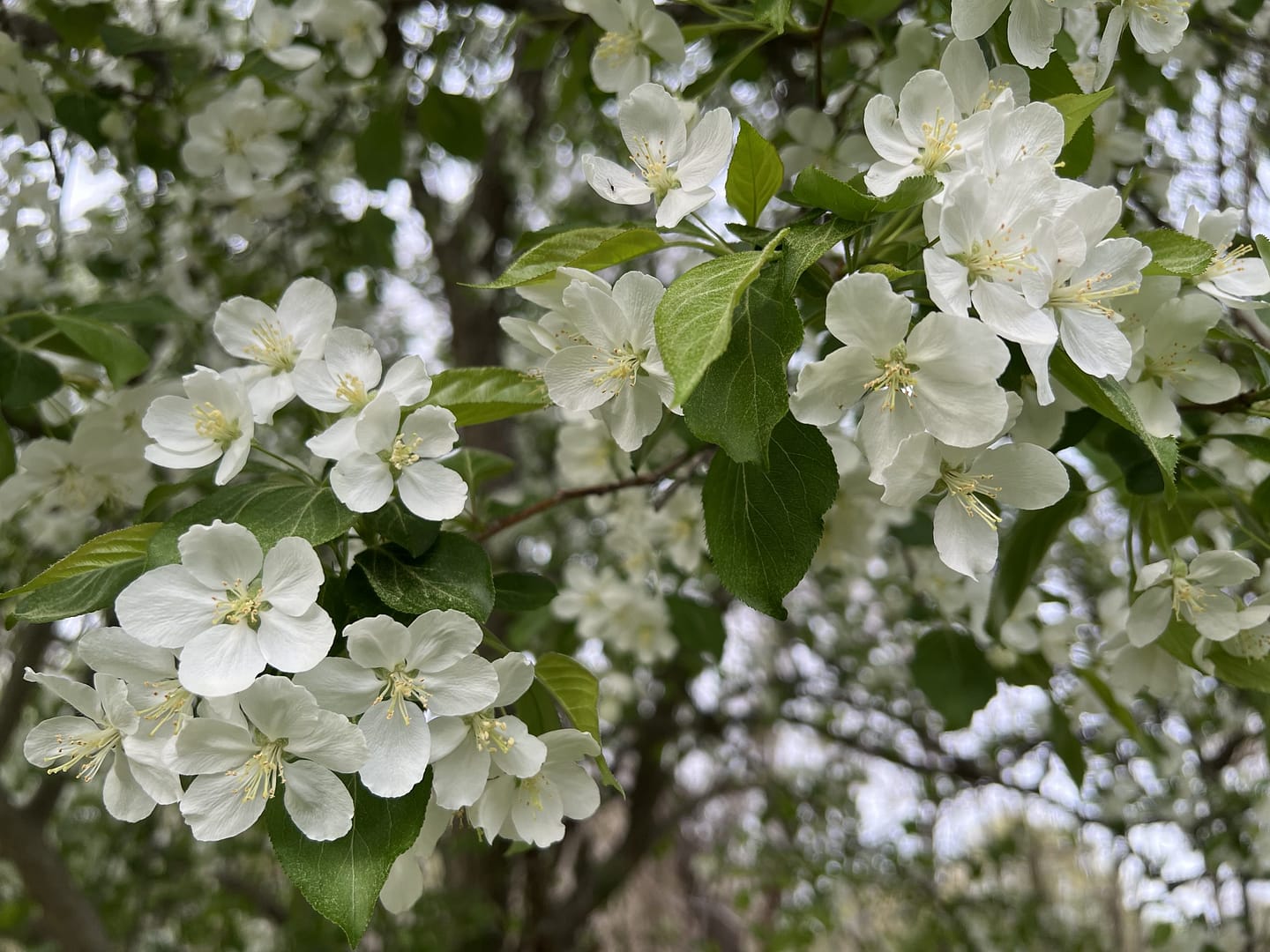 Spring in bloom