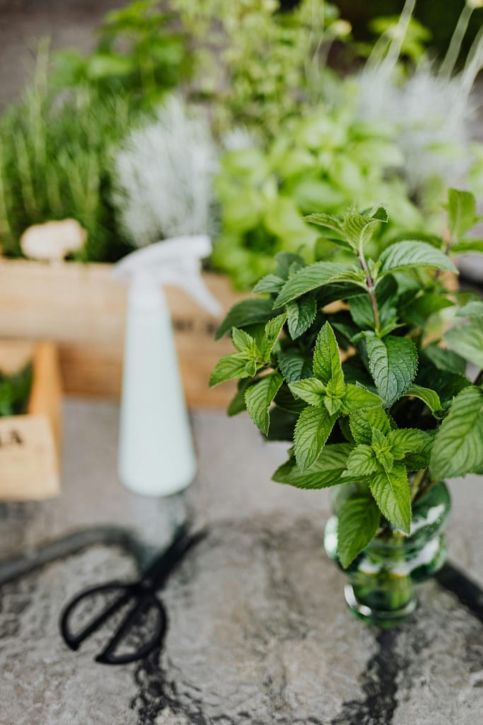 mint, gardening, gut health