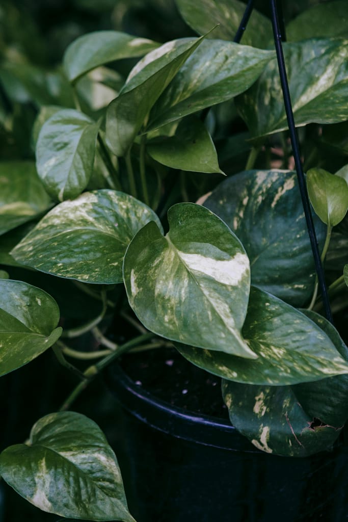 Variegated Pothos Plant in pot