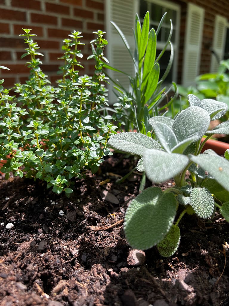 Herbs in a pot up close