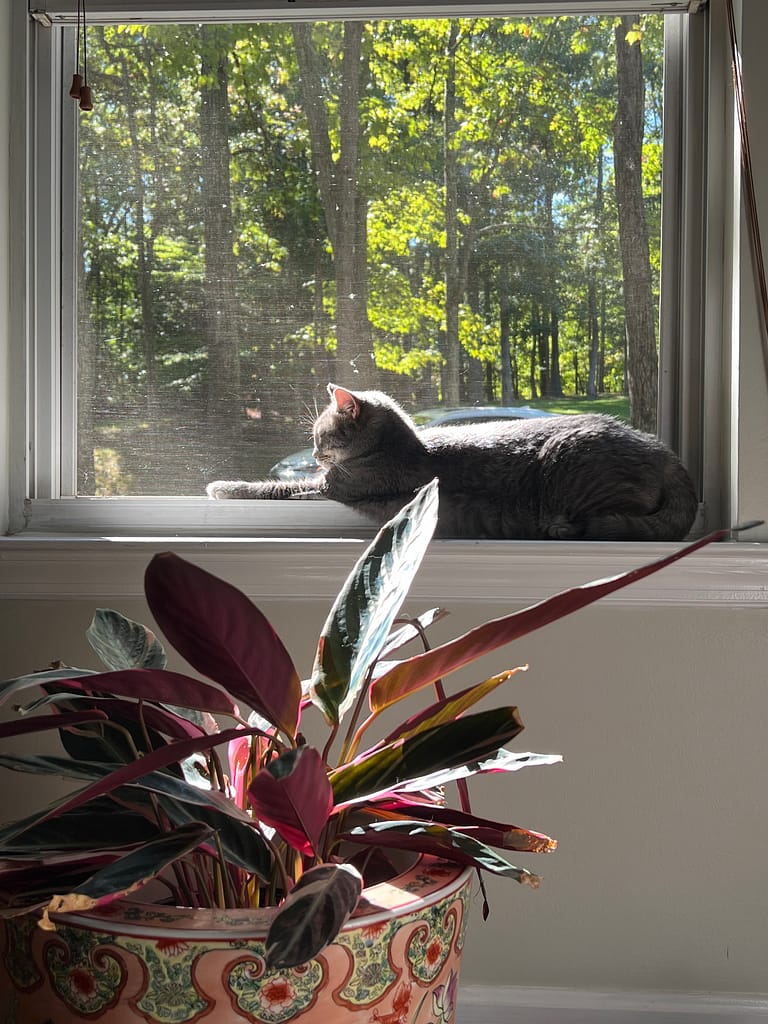 A Healthy Home
Sunny in the Sunbeam