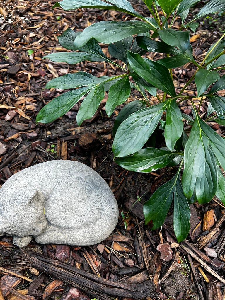 Garden cat statue of Sunny, gardening for home health