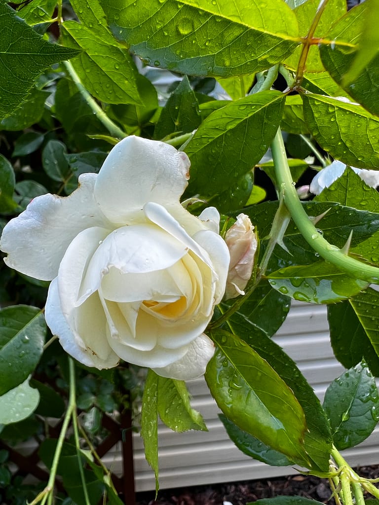 Garden for home health, rose after the rain