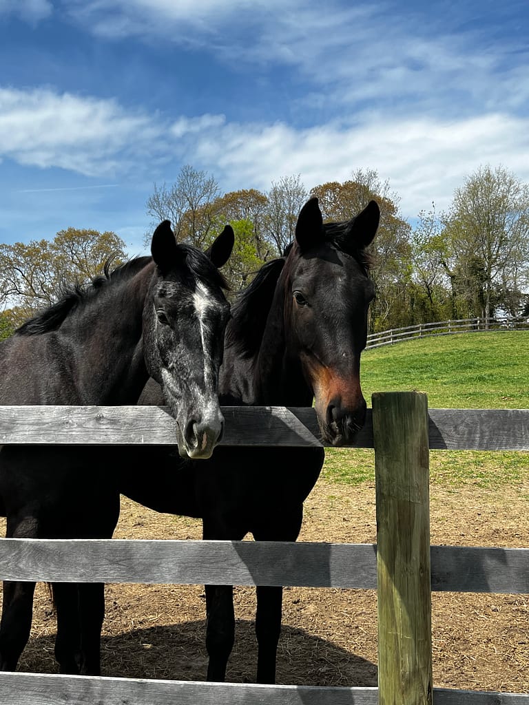 Two horses along fence standing side by side