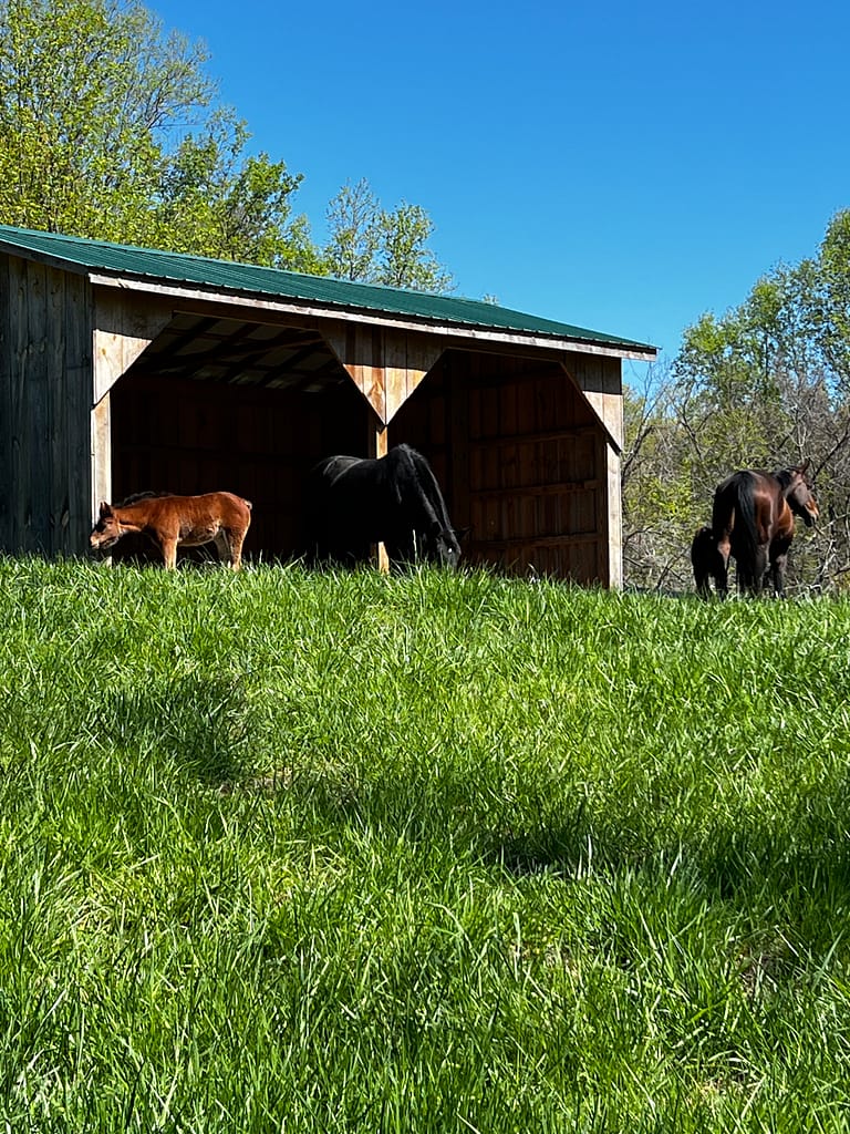 Mares and foals in a green field next to a run-in. Nervous System Regulation